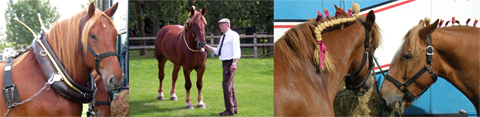 The Suffolk Punch