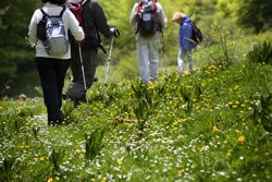 group walking