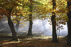 woodland with sunlight