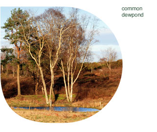 Common dewpond