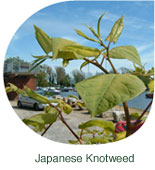 Japanese Knotweed