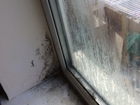 Black spot mould