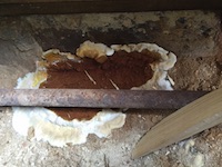 Dry rot