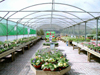 Polytunnels