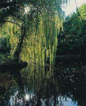 The Owl House Garden, Lamberhurst