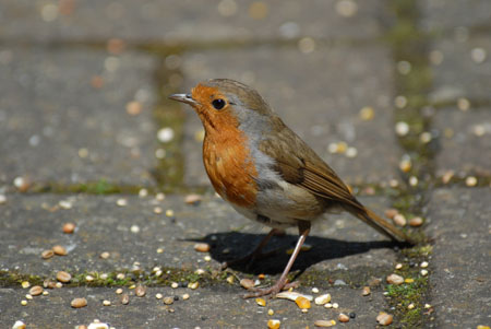 Robin