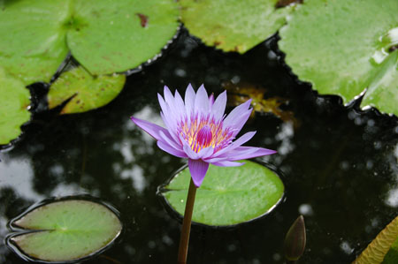 Water Lily