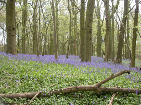 Durfold Gill, Sussex