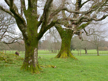 Mucross Park, Killarney