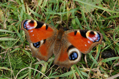 Peacock Butterfly