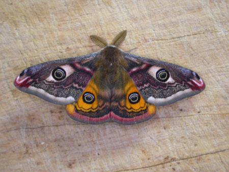 Emperor Moth