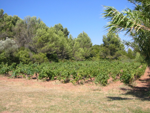 the vinyard