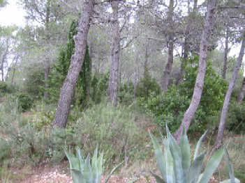 the pine forest