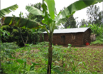 A rural dwelling in Burundi