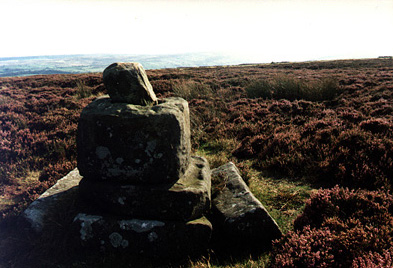 Heather in Bloom on the Moors